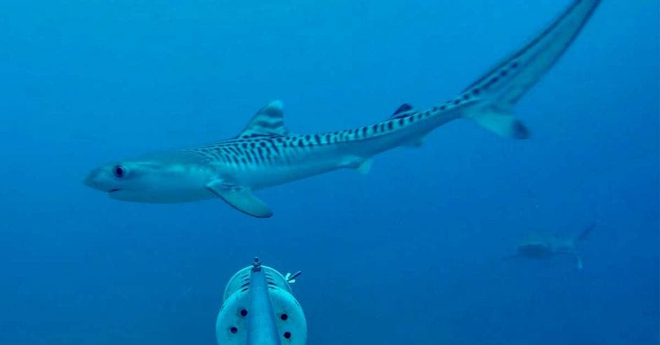 un tiburón tigre nadando en el mar pasa frente a una cámara acuática