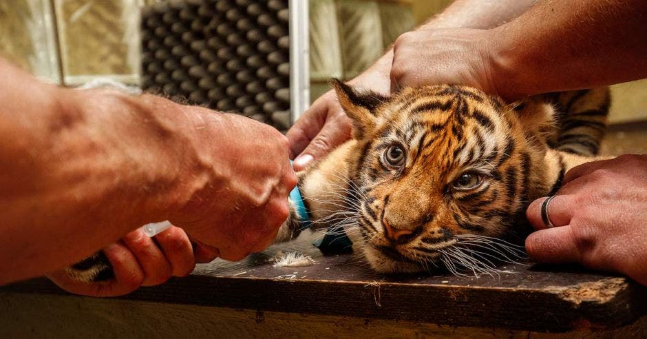 personal del zoológico vacuna un pequeño cachorro de tigre