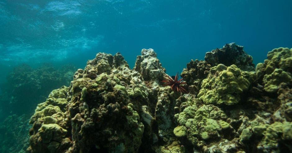 Arrecife subacuático de rocas en el océano tropical