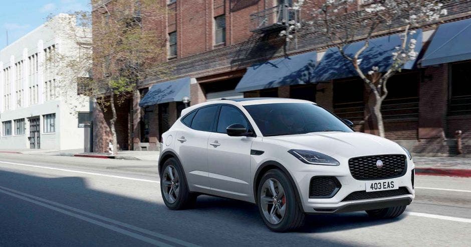 jaguar e pace blanco