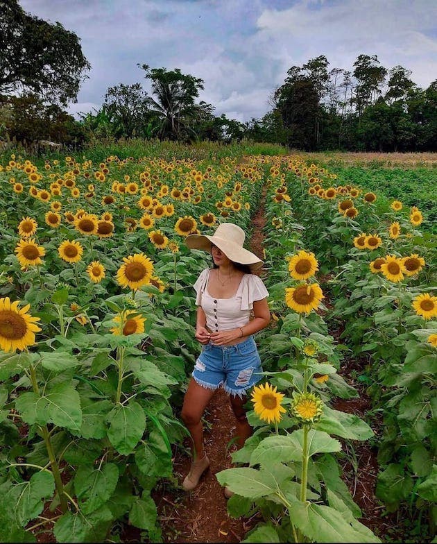 girasoles