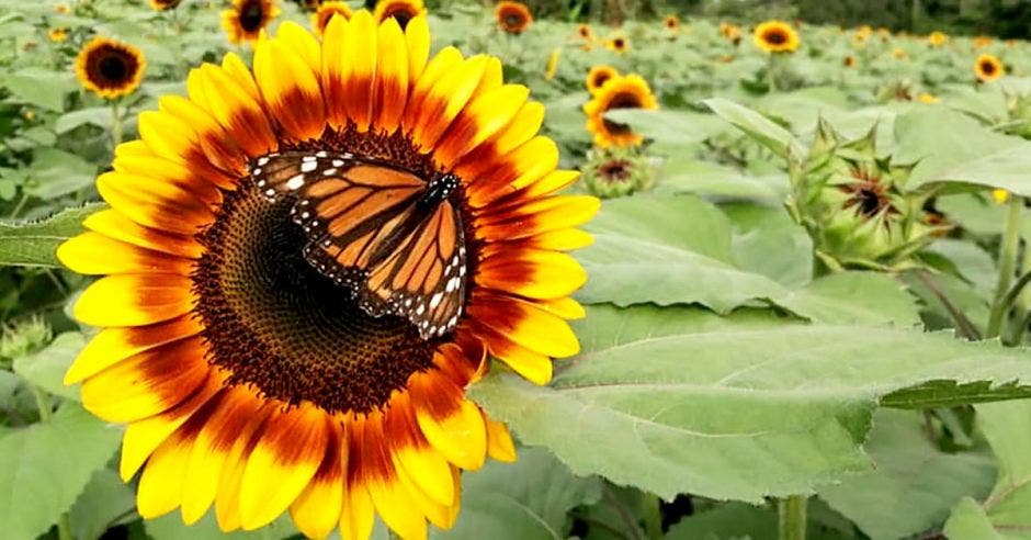 girasoles