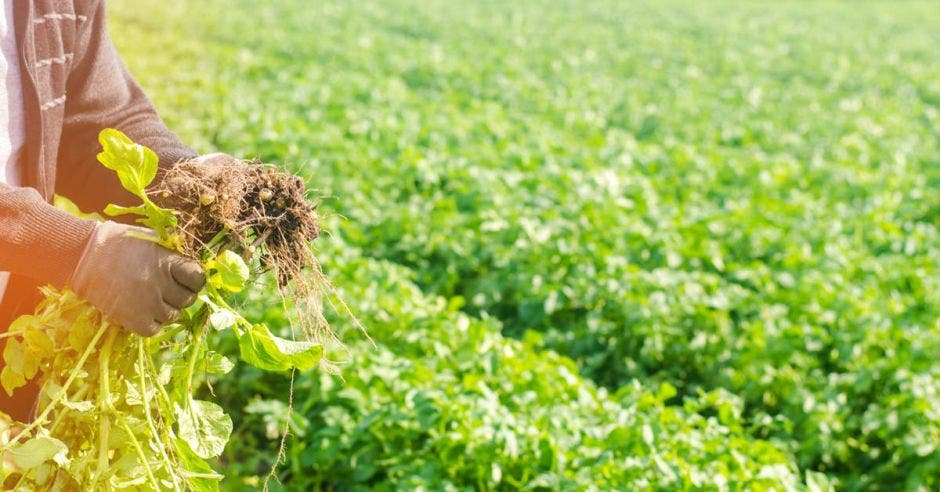 Hombre trabajando en el campo