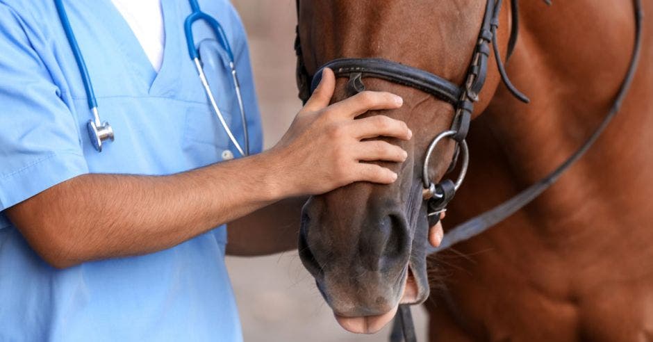 Veterinario con un caballo.