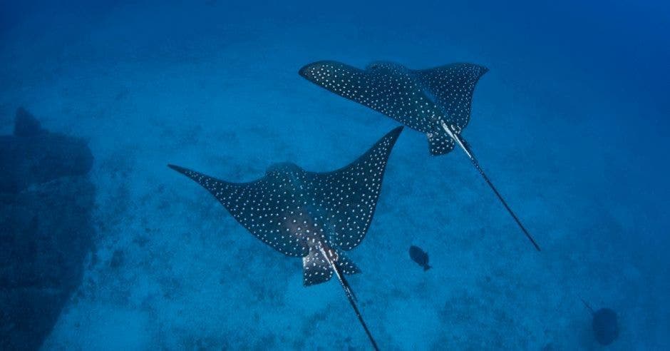 dos mantarrayas en el océano