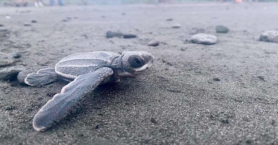 Tortuga recién salida del nido que avanza al mar