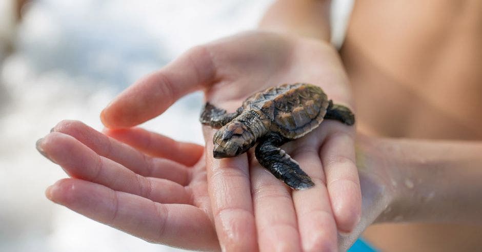 tortuga pequeña sobre manos