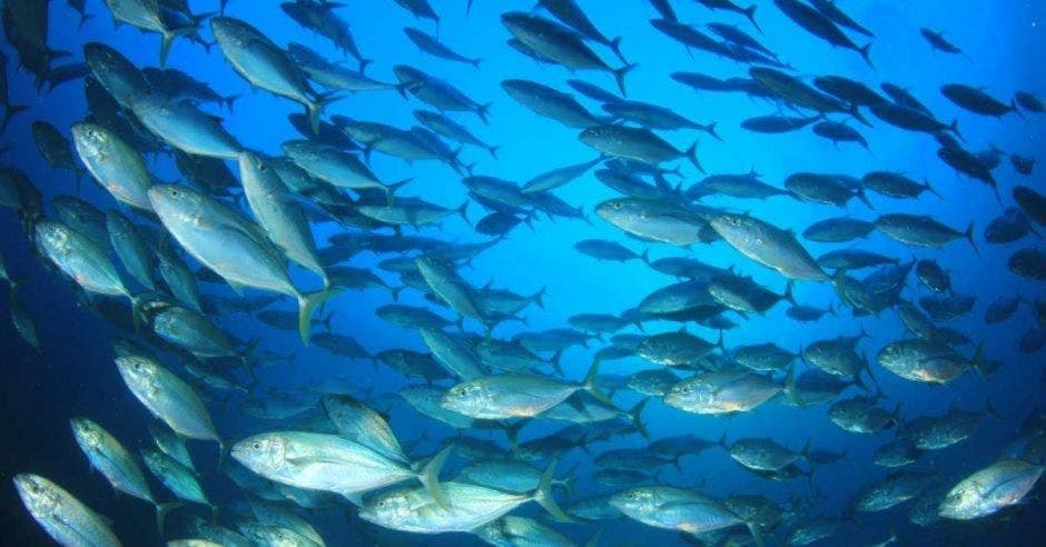 peces en el mar