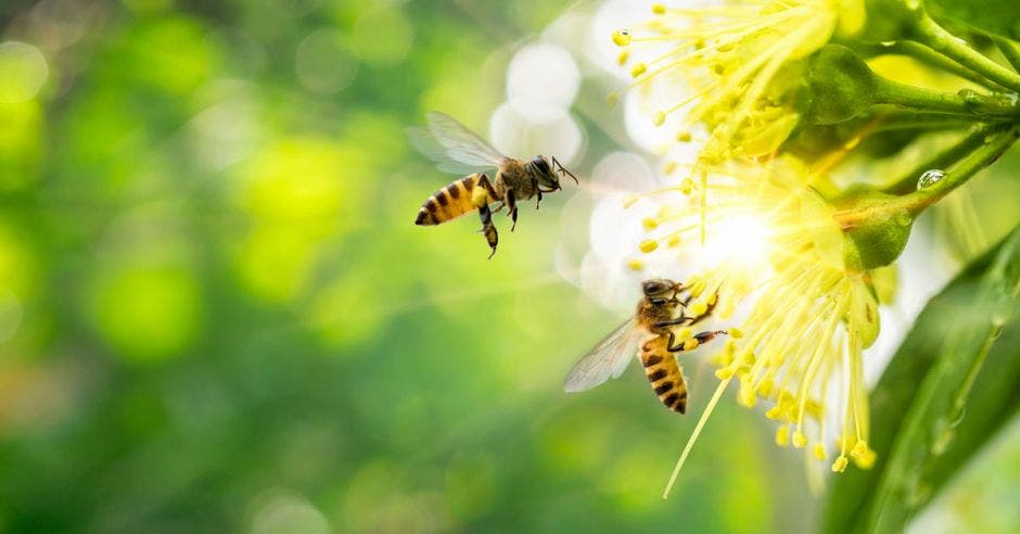 Dos abejas volando cerca de una flor