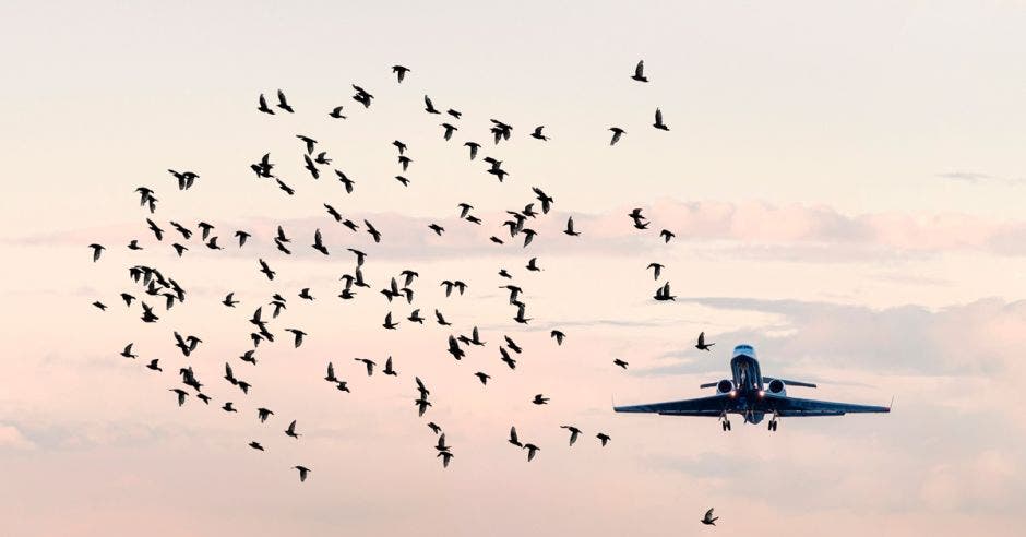 Avión en el aire con varias aves volando alrededor