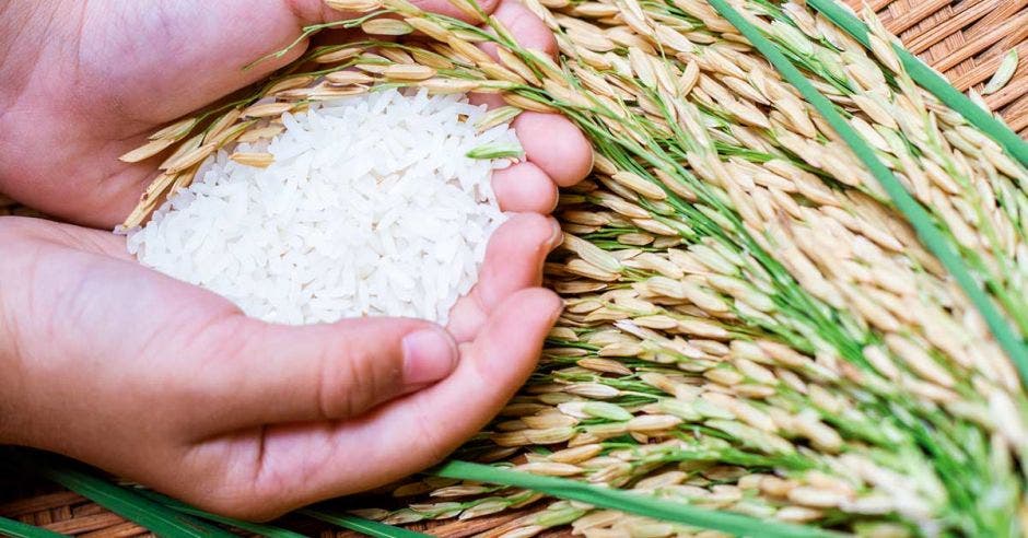 Una persona con arroz en la mano sobre arroz en granza