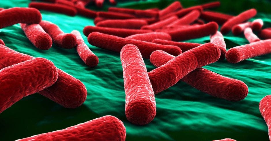 La mayoría de los coliformes - un tipo de bacteria - viene de las aguas negras tiradas directamente en los ríos. Shutterstock/La República.