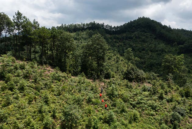 área forestal en la provincia de Zhejiang, China