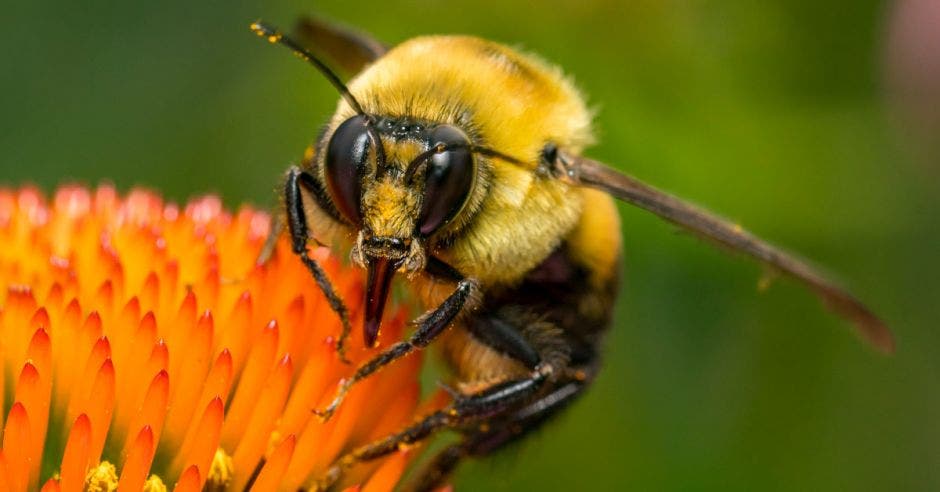 La abeja común del Este come néctar y polen de la planta de las conefloras.