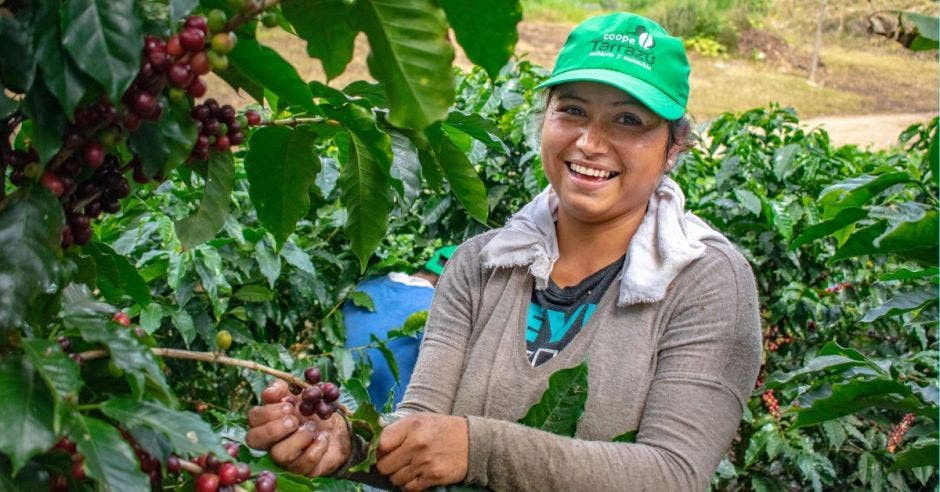 Mujer cogiendo café