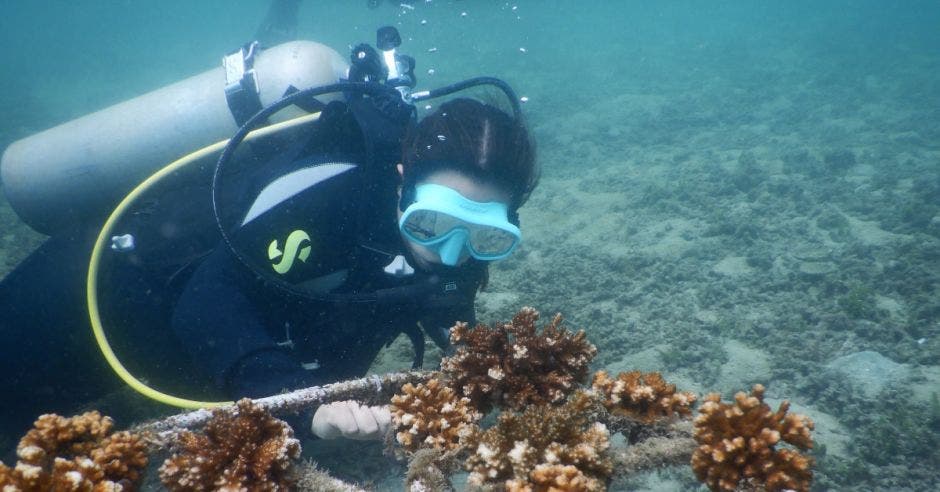 restauración coralina Costa Rica