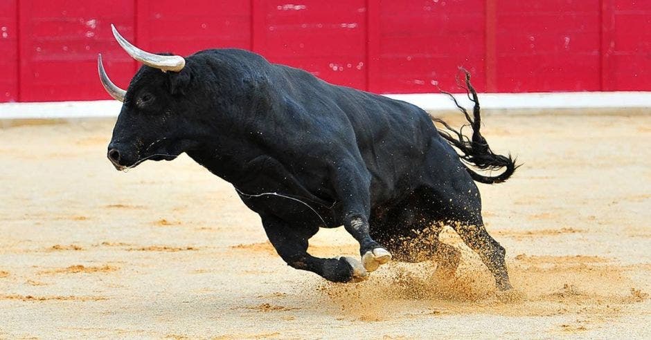 Un toro en un redondel