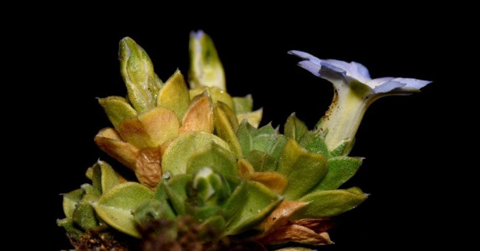 “Gentiana bicentenaria”