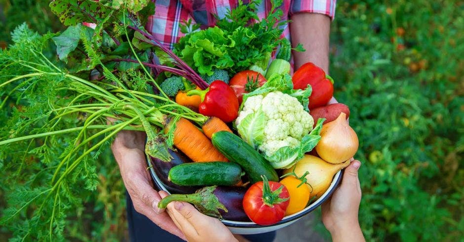 alimentación, vegetales