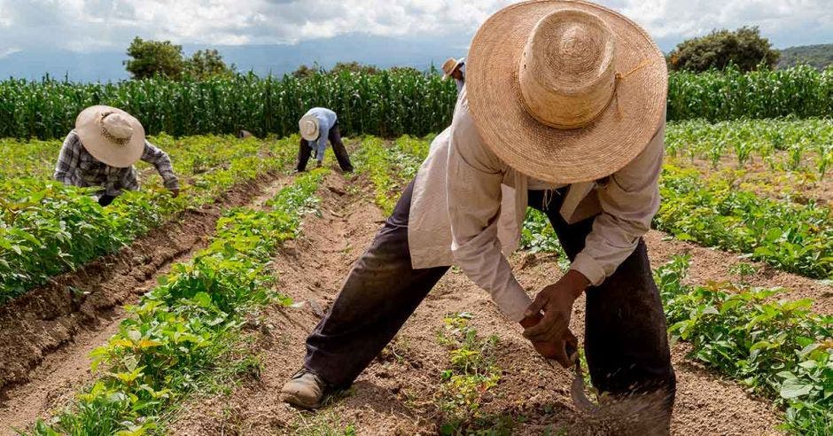 TRbajadores de campo