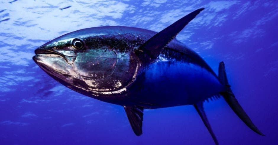 pesca atunera costa rica