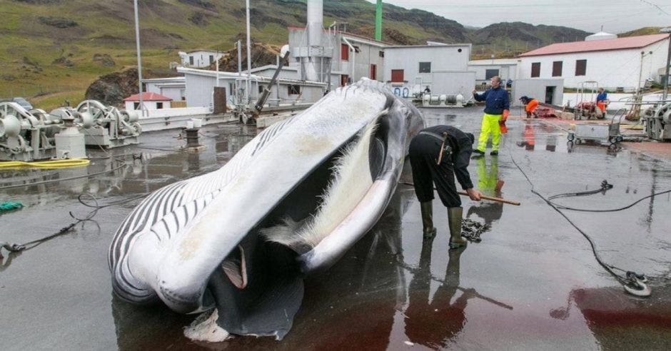 ballena