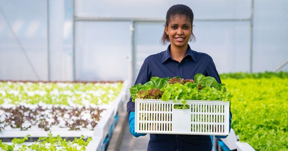 agropecuario, mujer, agricultor, vegetales