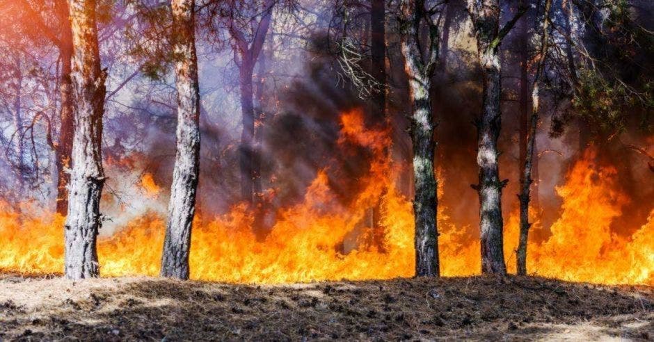incendio forestal guanacaste
