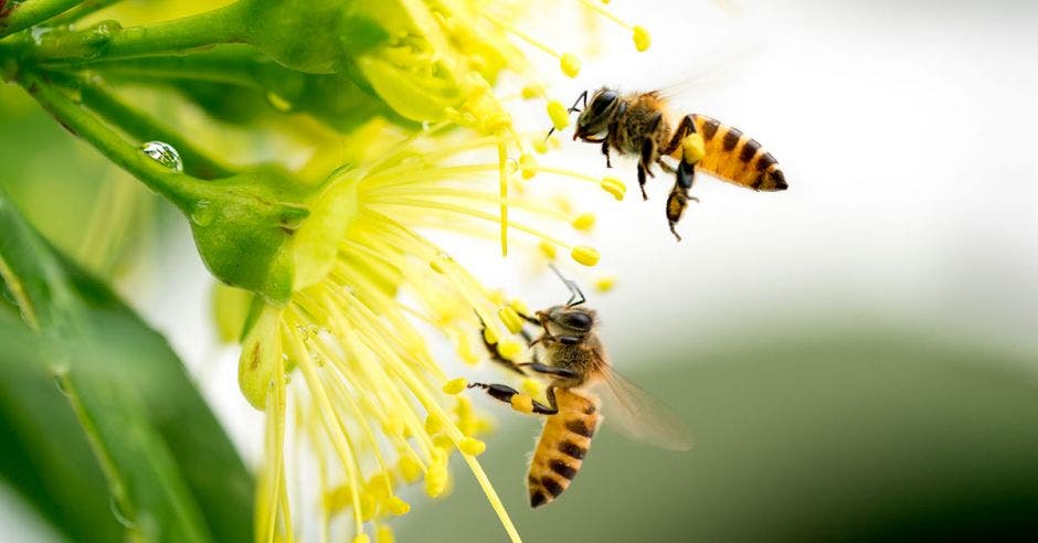 abejas plaguicida fipronil