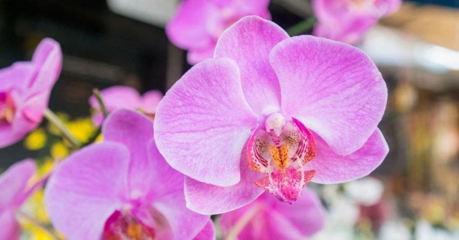 especies nuevas orquídeas
