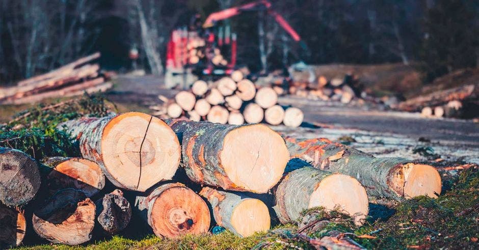 tala madera ilegal costa rica