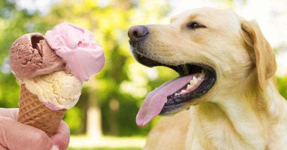 Perro con helado