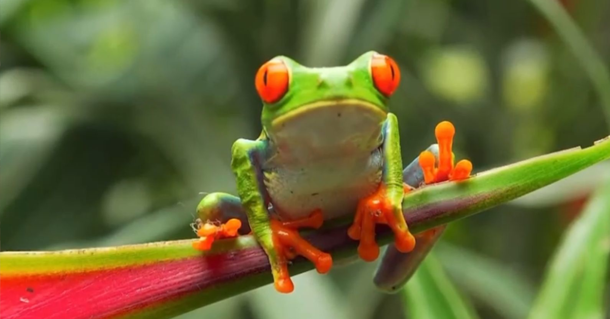 A report on Costa Rica’s fauna will be broadcast on a popular program in the UK