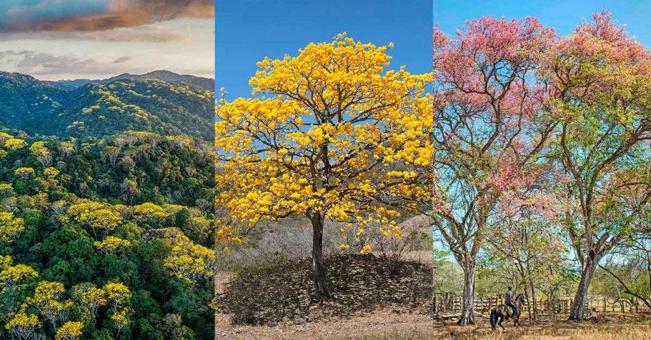 exposición árboles de Costa Rica