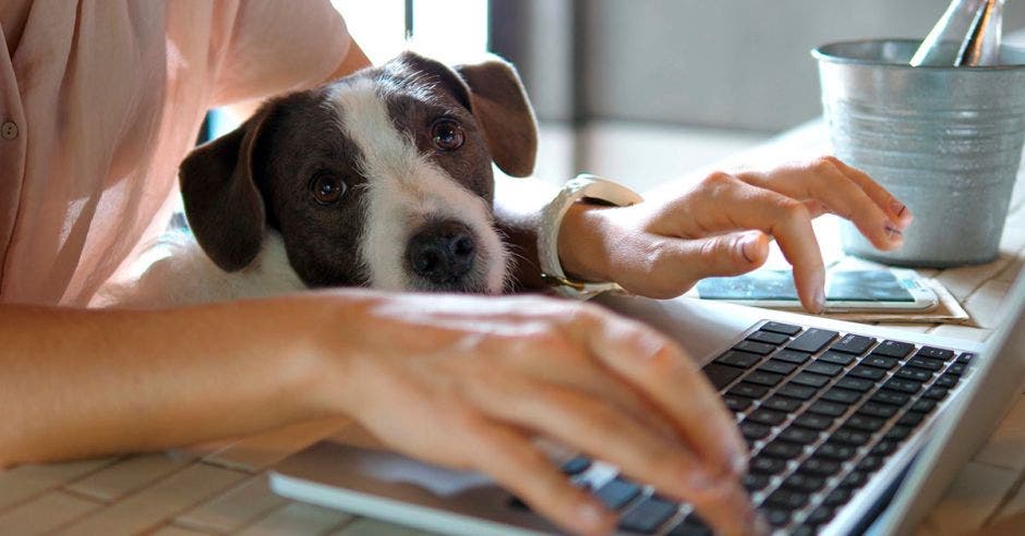 Teletrabajo, perro, computadora