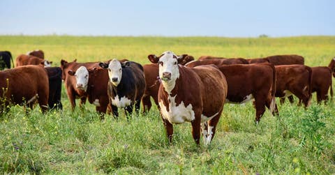 Vacas