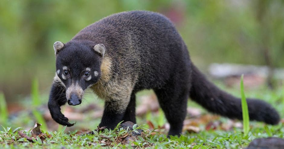 pizote puma Corcovado