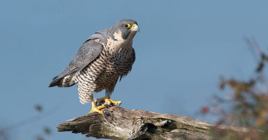 aves rapaces refugio