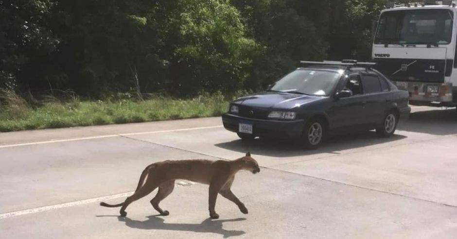 puma rescatado