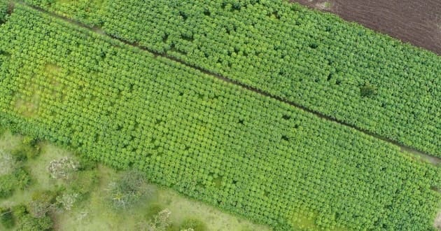 vista dron plantación forestal