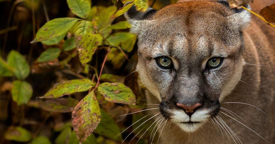 puma atropellado