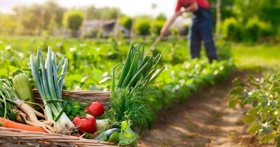 agricultura regenerativa