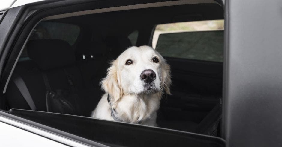 dia mundial perro