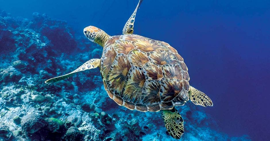 tortugas marinas pesca sostenible