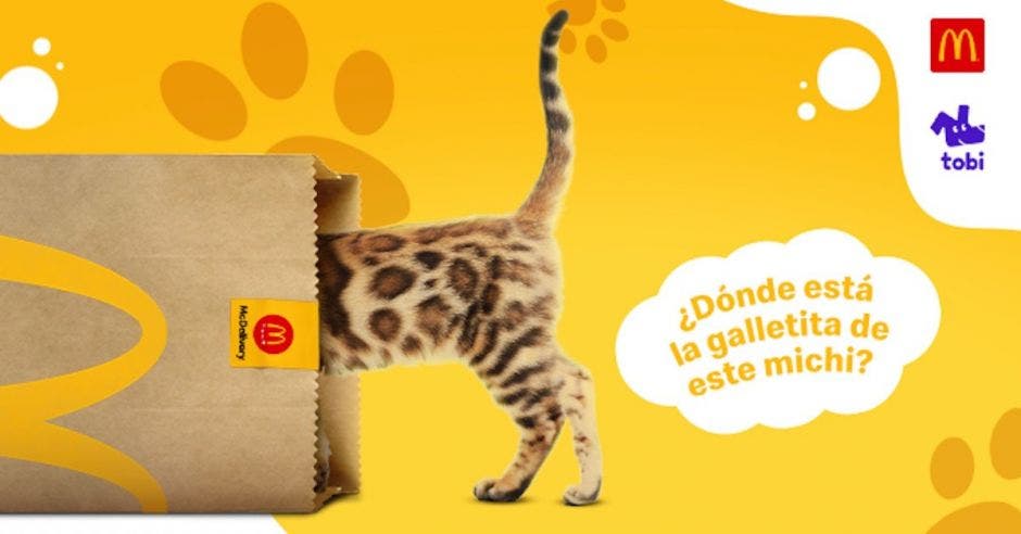 Gato