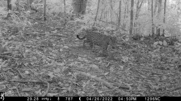jaguar hembra