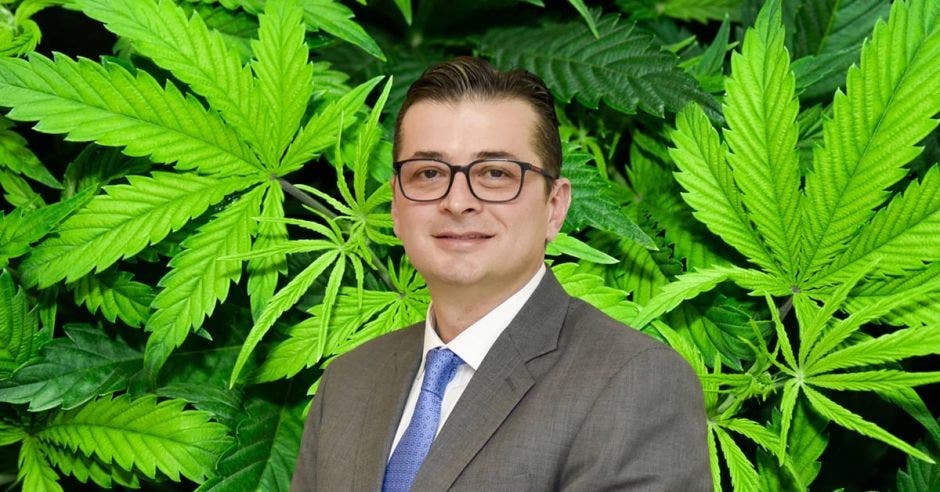 “Costa Rica no puede seguir pensando que alcanzará el desarrollo, evitando los temas a los que el resto del mundo está expuesto”, dijo Roy Thompson, presidente del Consejo de Cáñamo y Cannabis de Costa Rica. Cortesía/La República.