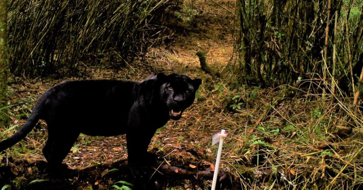 Jaguar negro es captado por cámaras trampa en la Cordillera de Talamanca