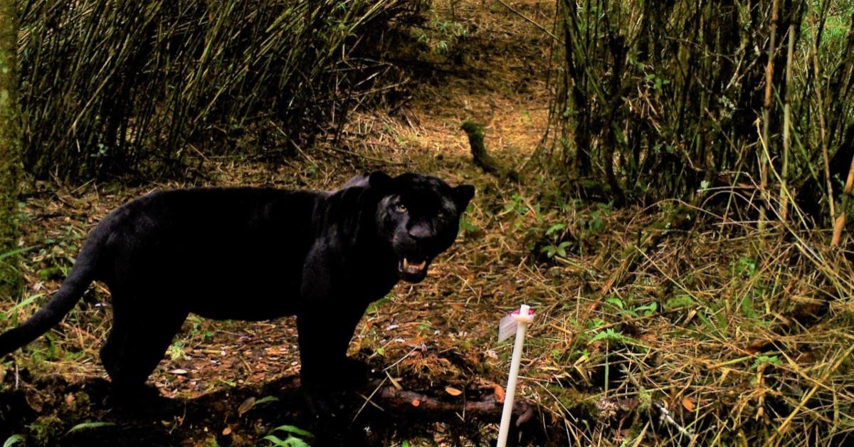Jaguar negro es captado por cámaras trampa en la Cordillera de Talamanca Jaguar negro es captado por cámaras trampa en la Cordillera de Talamanca