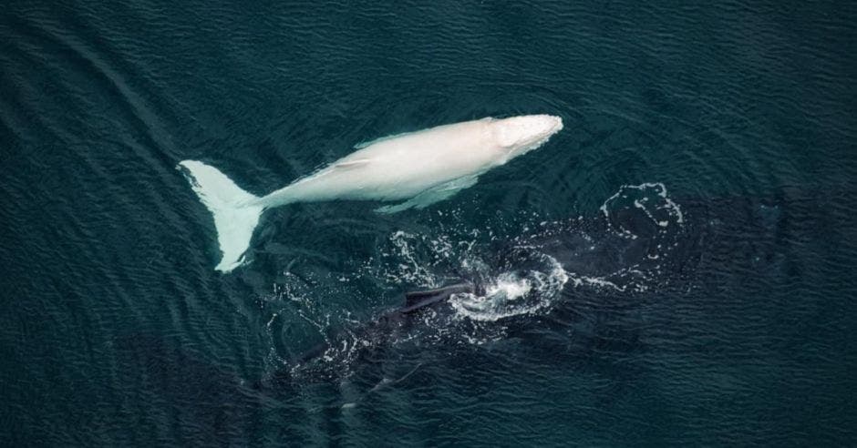 ballena albina